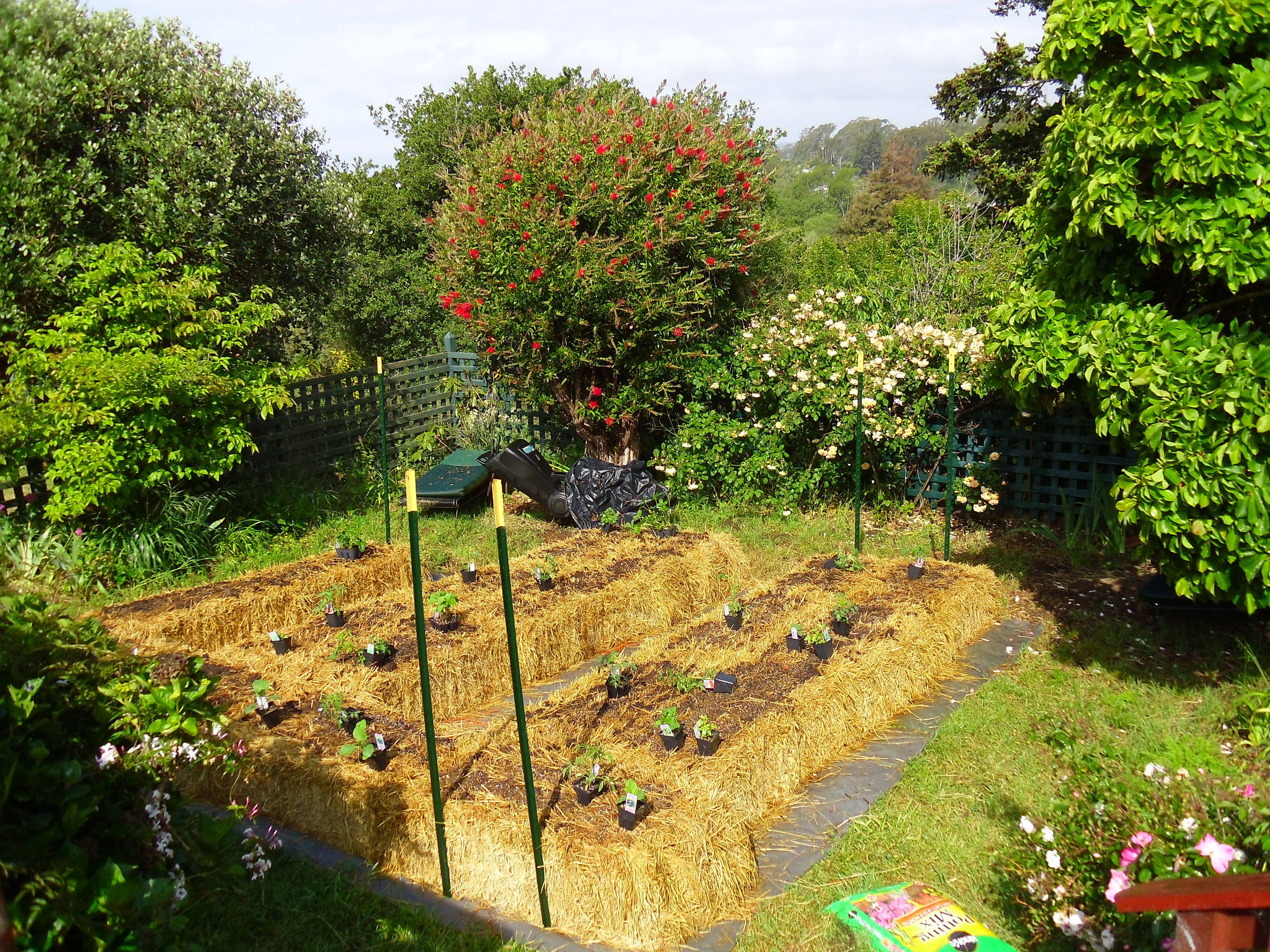 Guide To Straw Bale Gardening Gardens Straw Bale Gardening