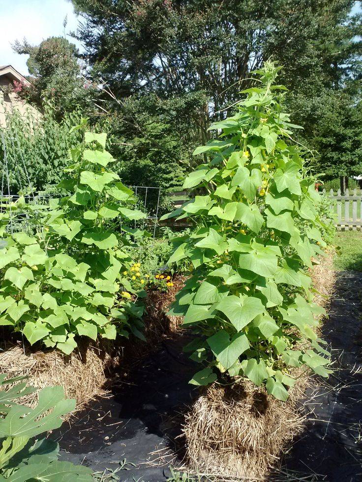 Straw Bale Gardening