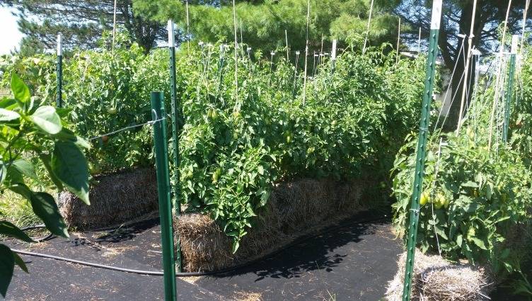 My Straw Bale Garden