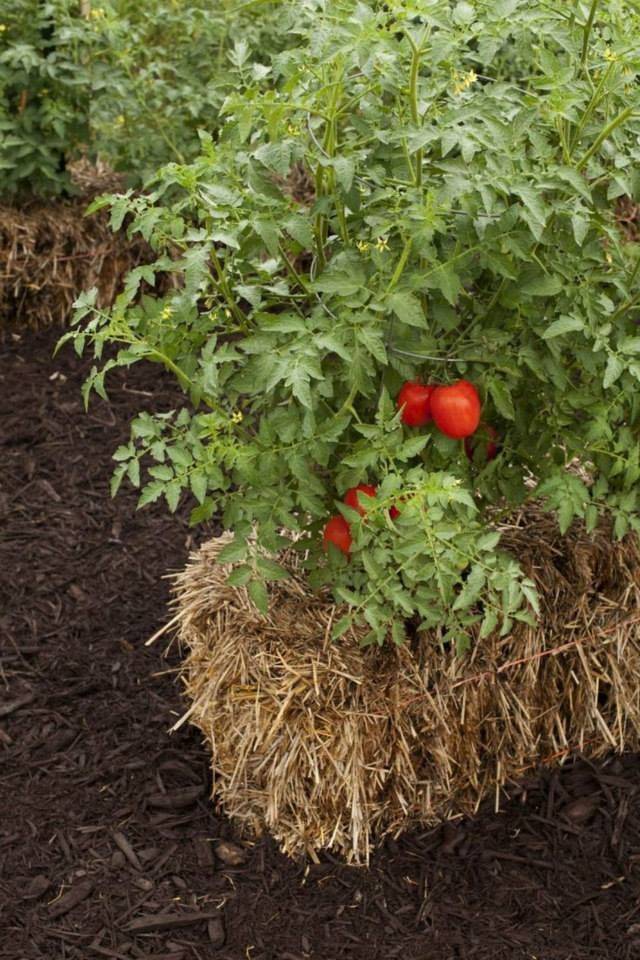 Planting Tomatoes