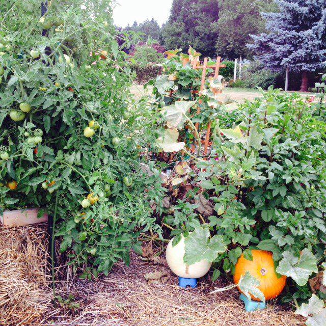 Straw Bale Garden Cucumbers