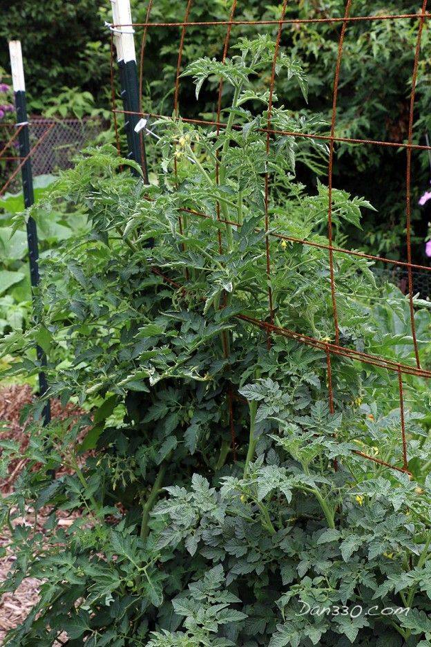 Straw Bale Gardening