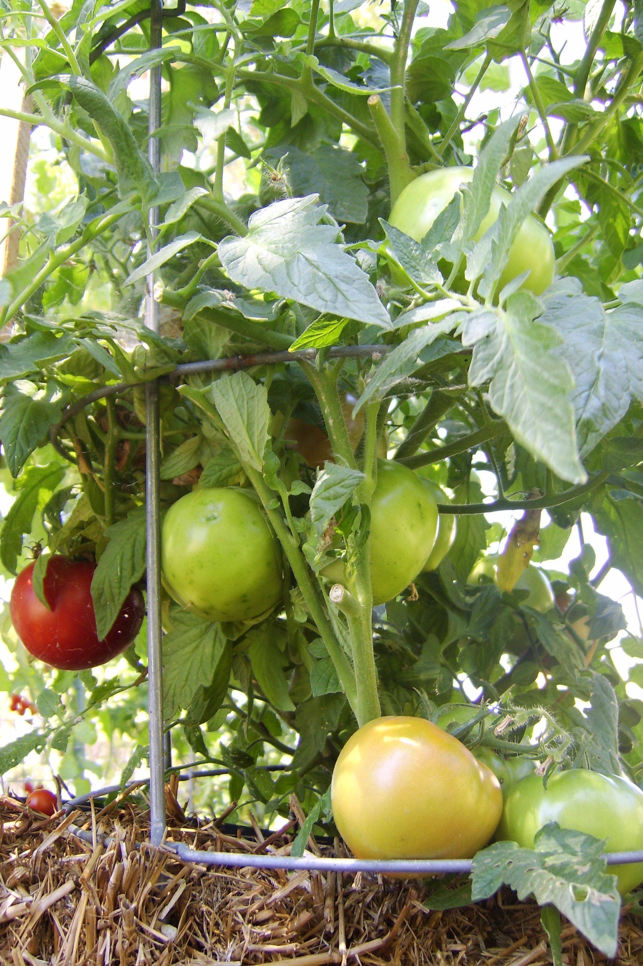 Straw Bale Gardening