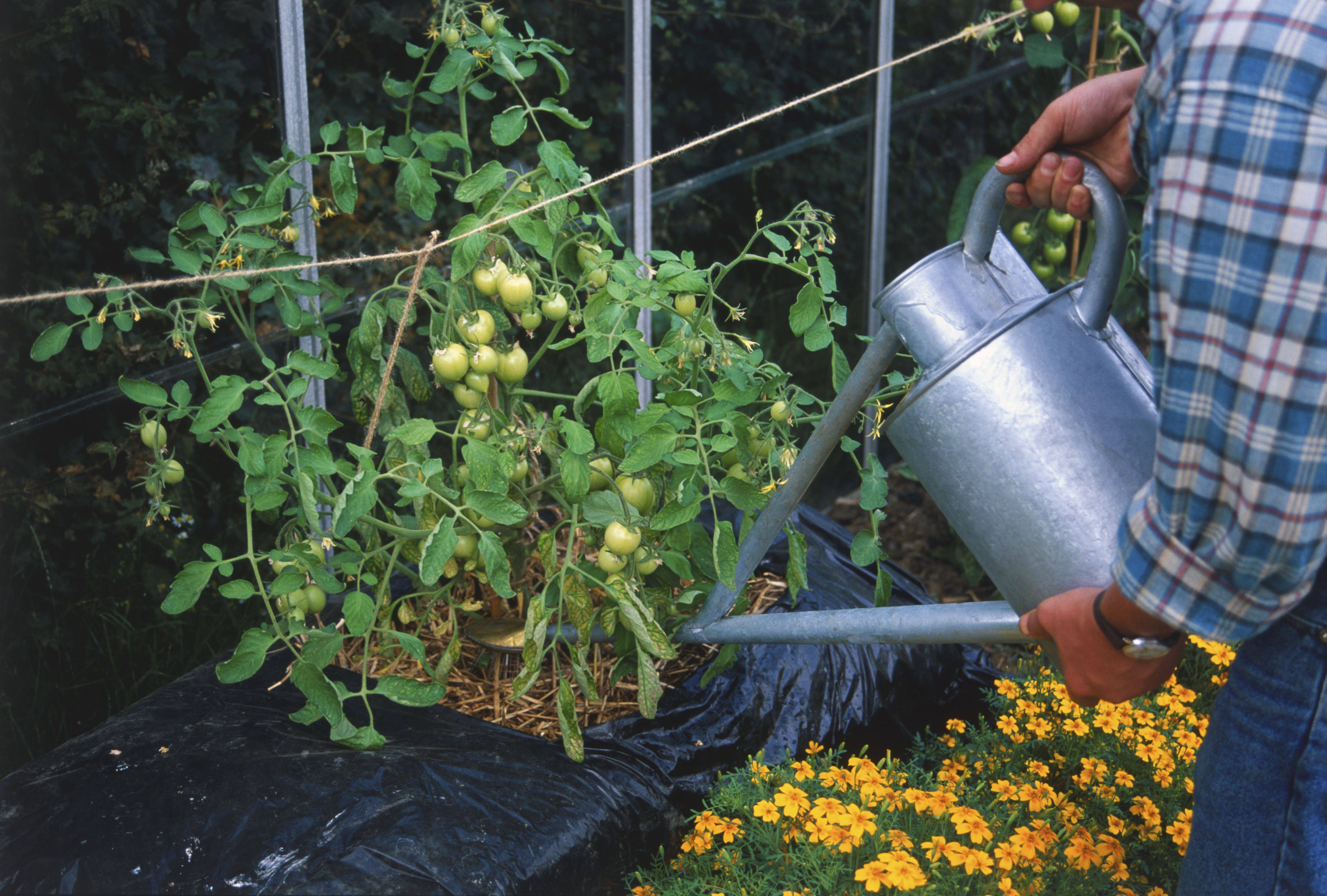 Straw Bale Gardening