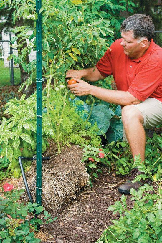 Beautiful Tomato Plants