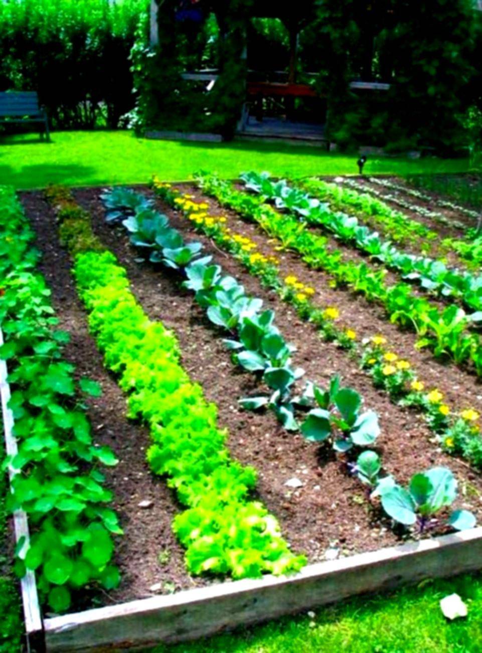 Easy Vegetable Home Gardening Ideas