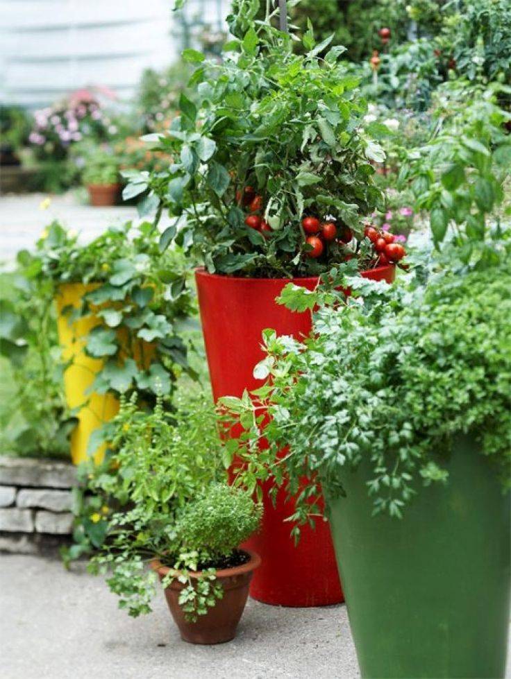 Interesting Container Vegetable Gardening Ideas