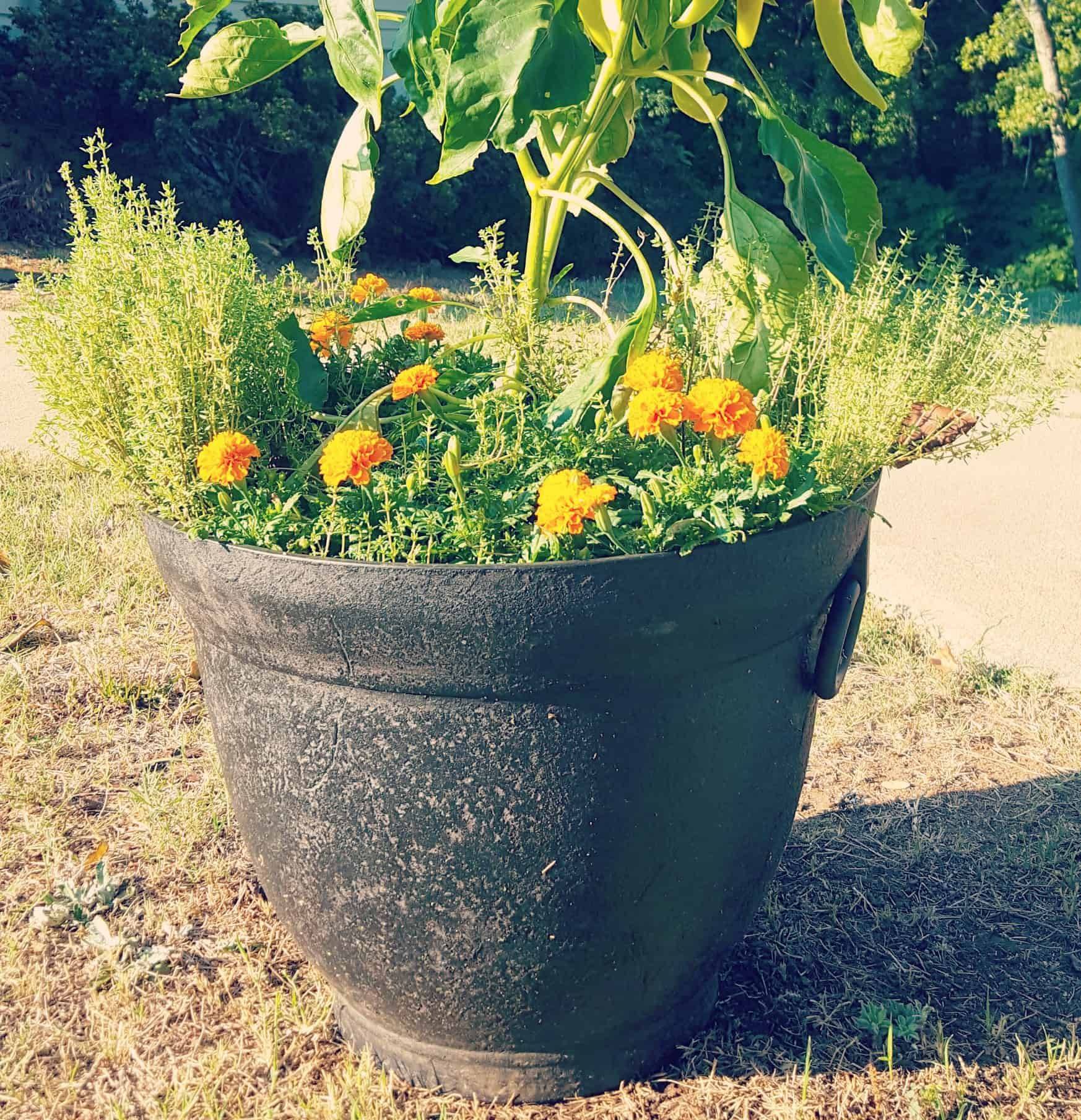 More Organicgardens Container Gardening