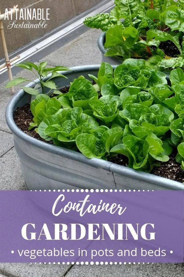 Container Vegetable Plants