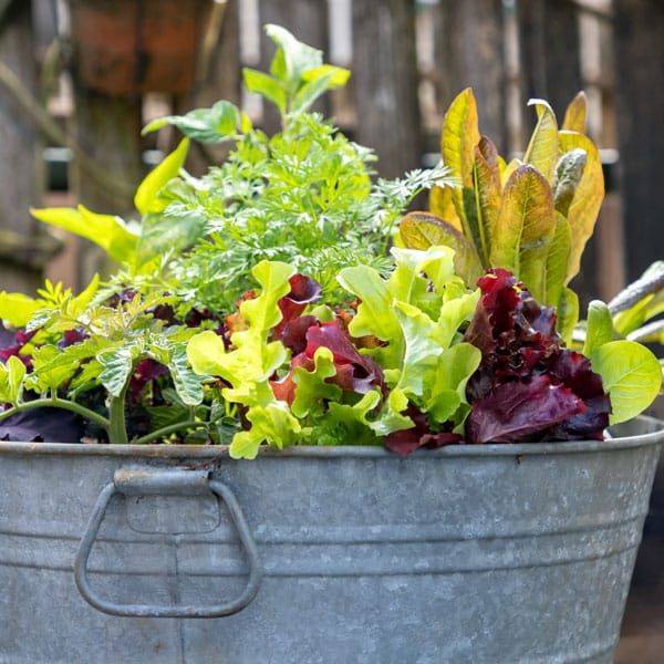 Container Vegetable Plants
