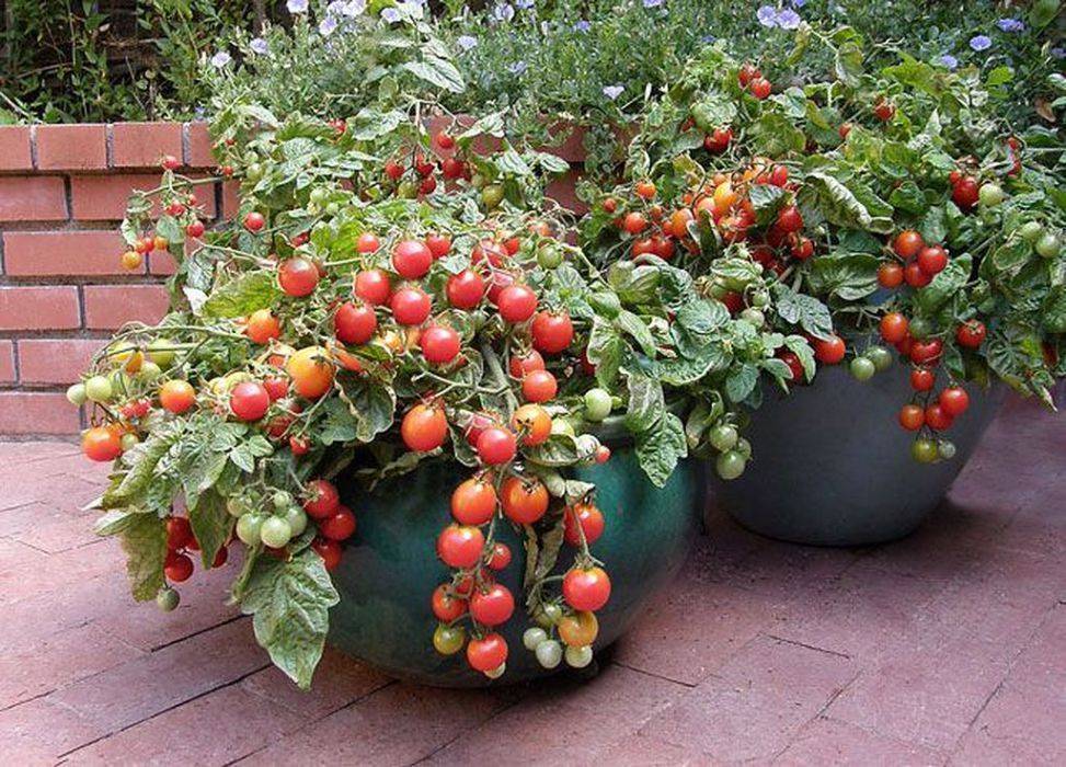 Vegetable Gardening For Beginners Guide Plant Instructions