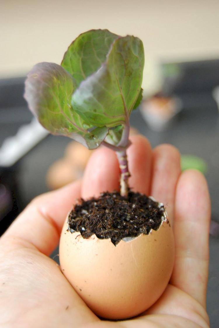 Seed Starting Ideas