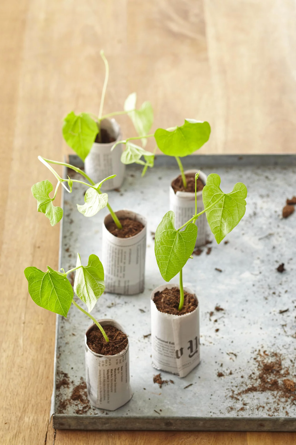 Diy Seed Bomb Garden Gift Idea