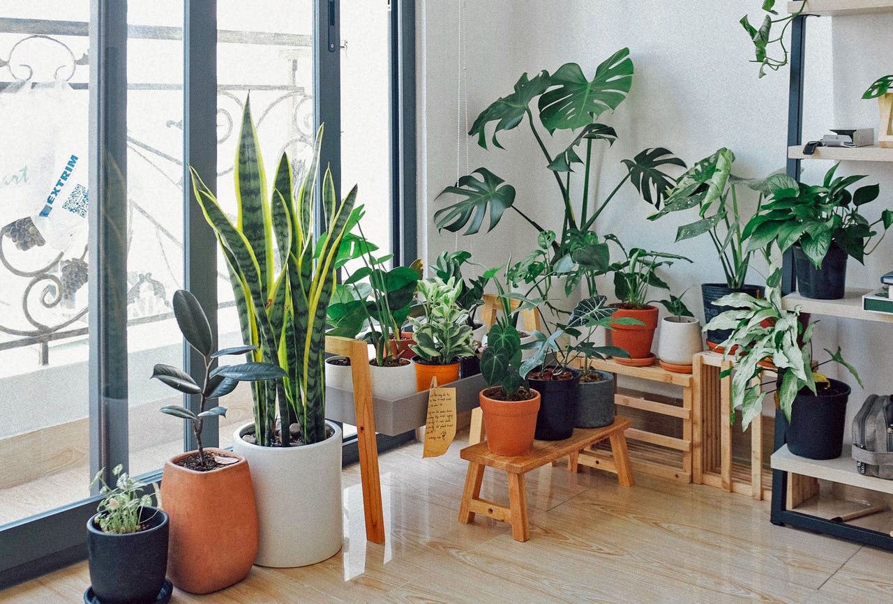 Indoor Gardening Ideas
