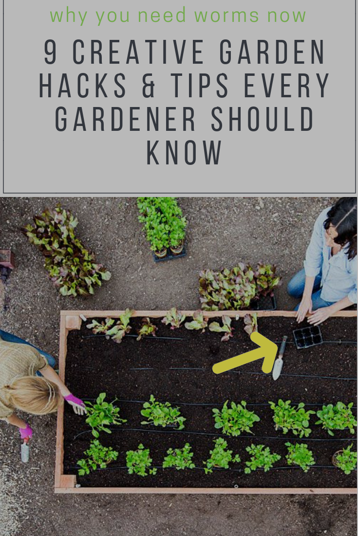 Garden Yard Ideas