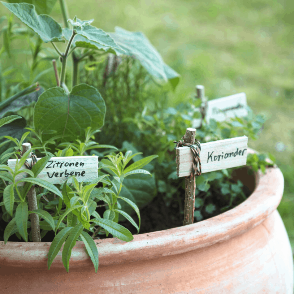 Container Herb Garden