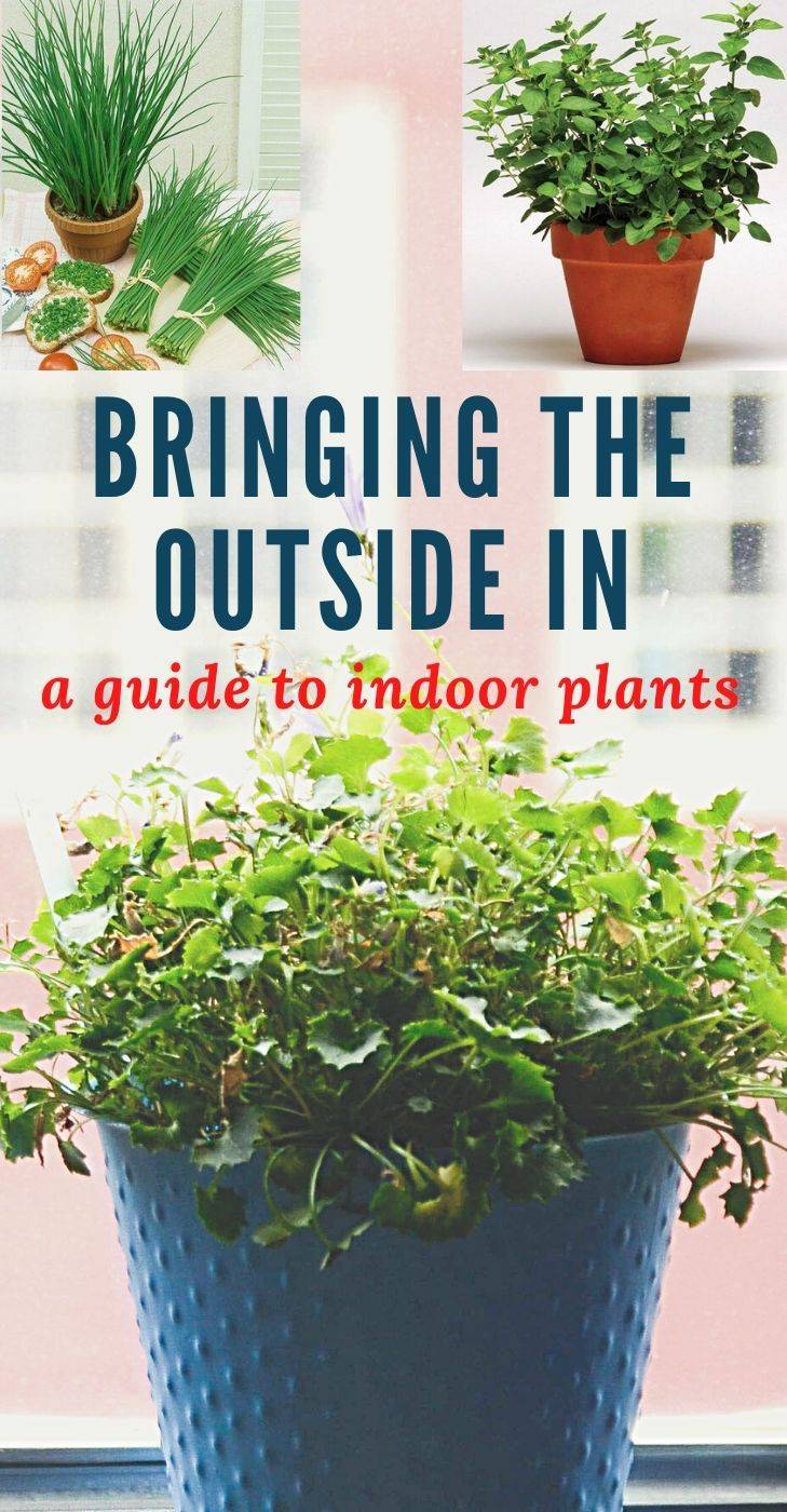 A Simple Herb Garden