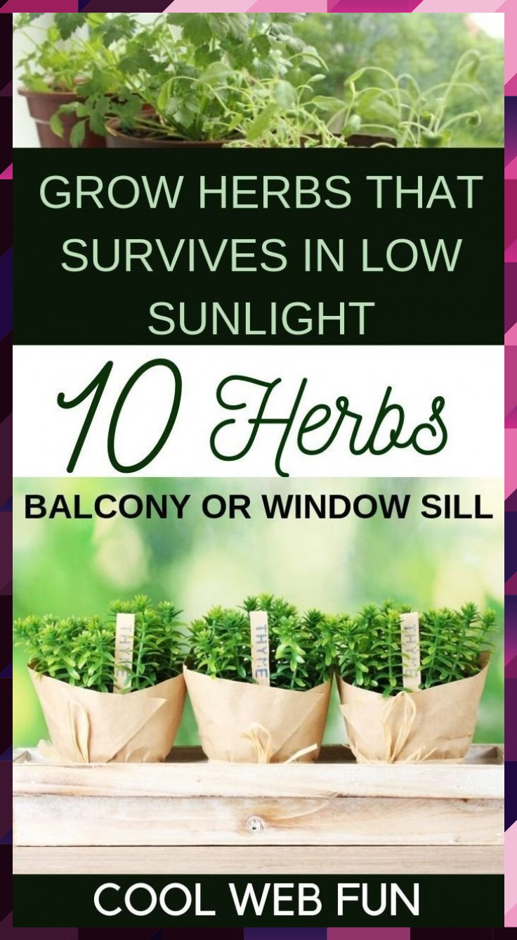 25 Outdoor Herb Garden for Beginners Ideas To Consider SharonSable