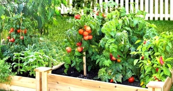 Backyard Vegetable Gardens