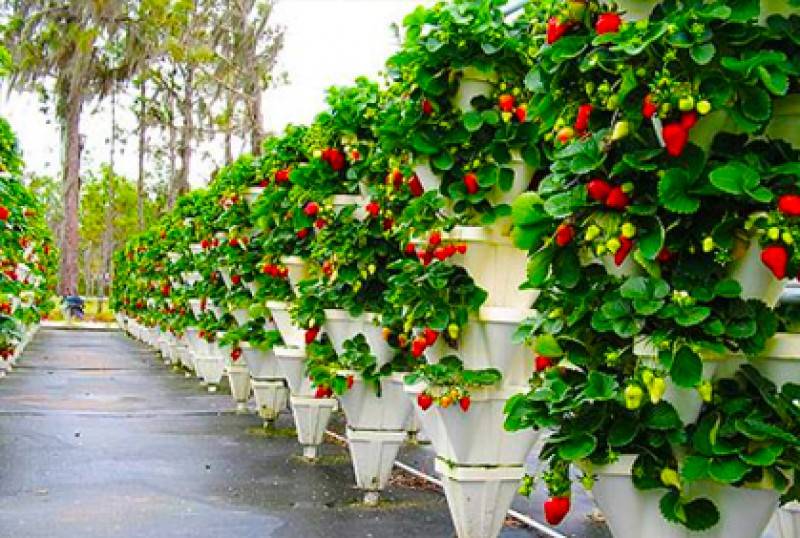 Best Beautiful Vegetable Gardens Ideas