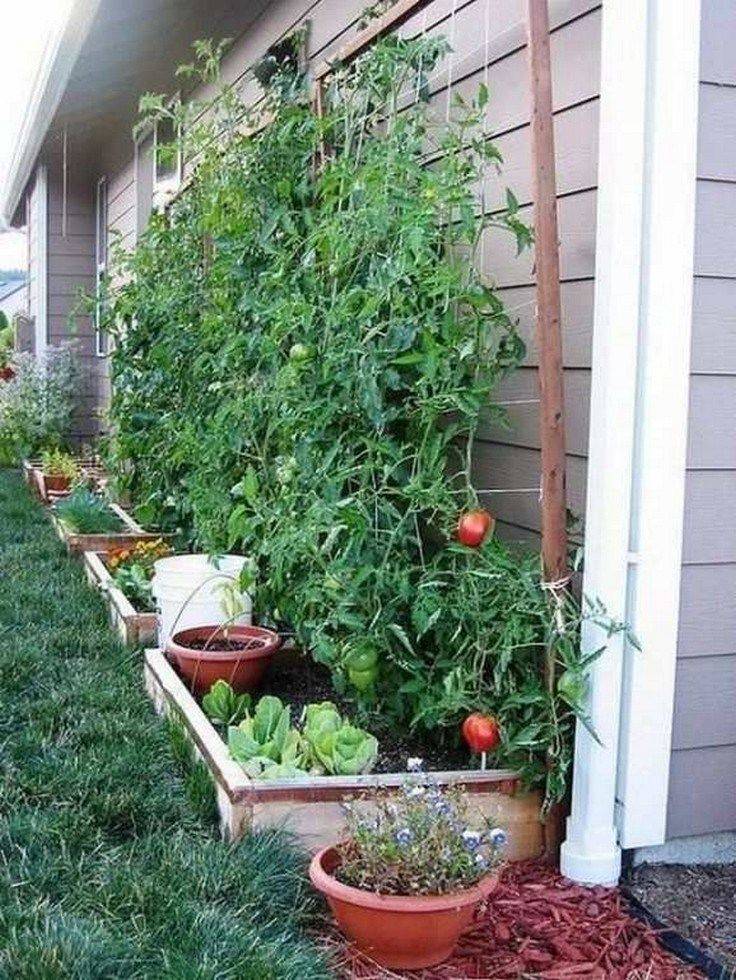 A Fruit And Vegetable Garden