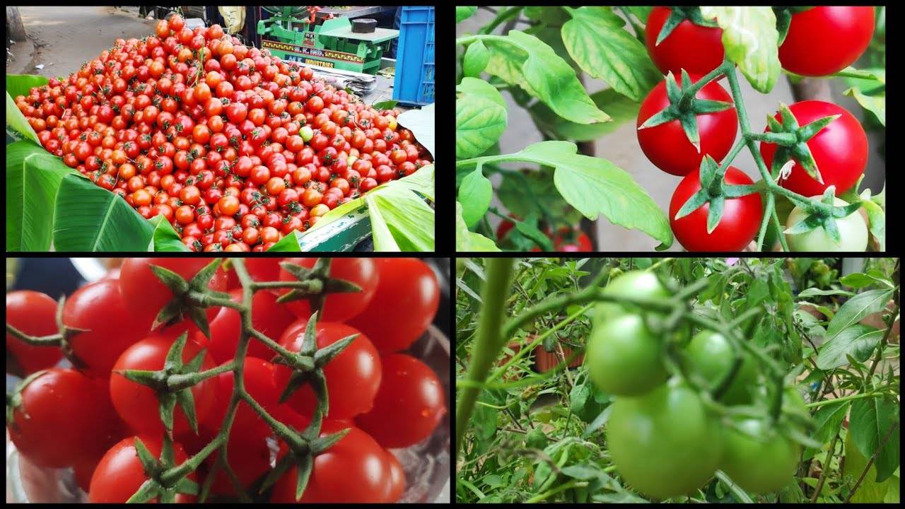 Nourishing Pursuits