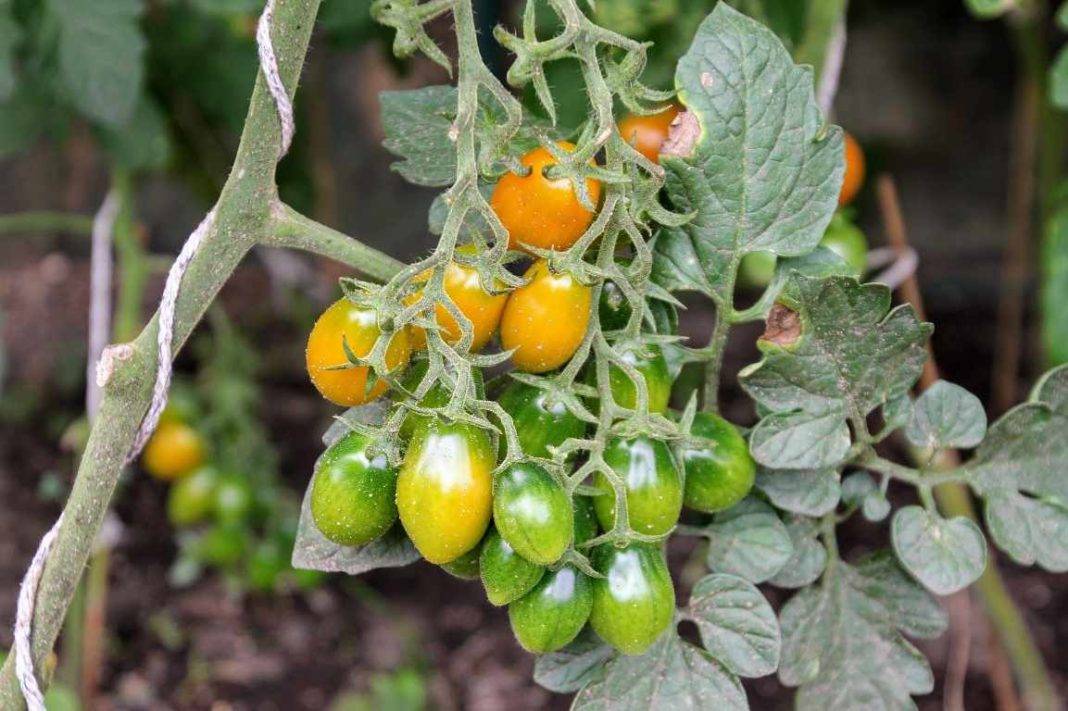 Nourishing Pursuits