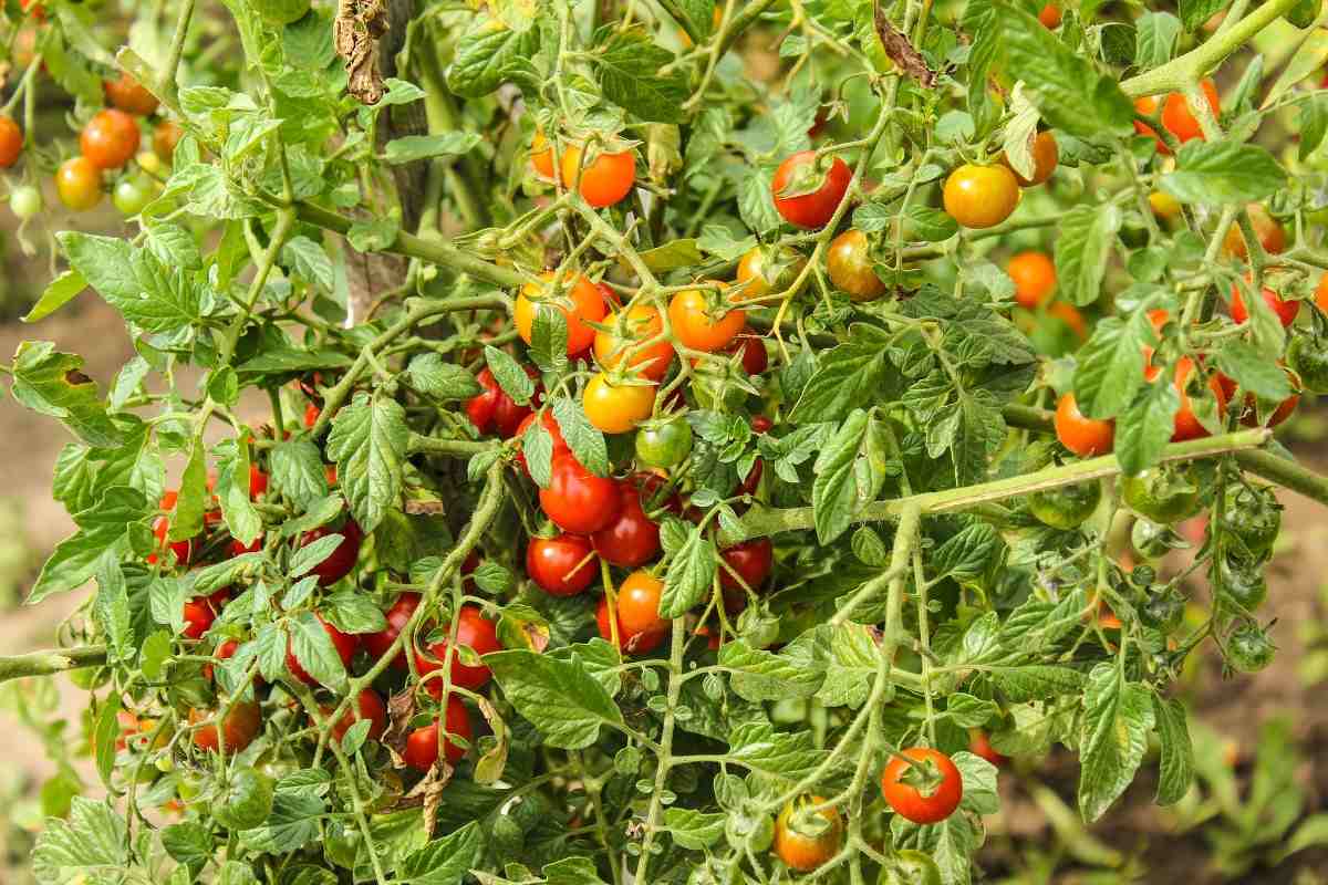 Growing Tomatoes