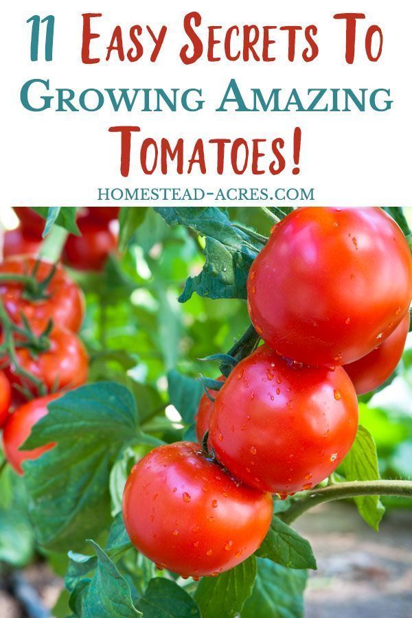 Growing Tomatoes