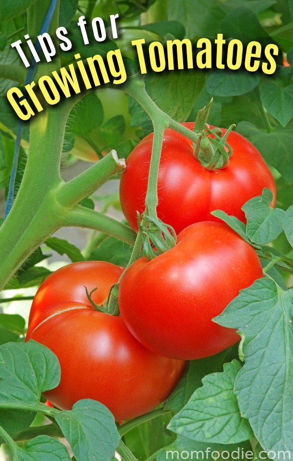 Growing Tomatoes