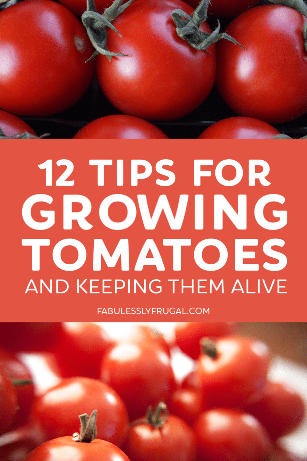 Sweeter Tomatoes