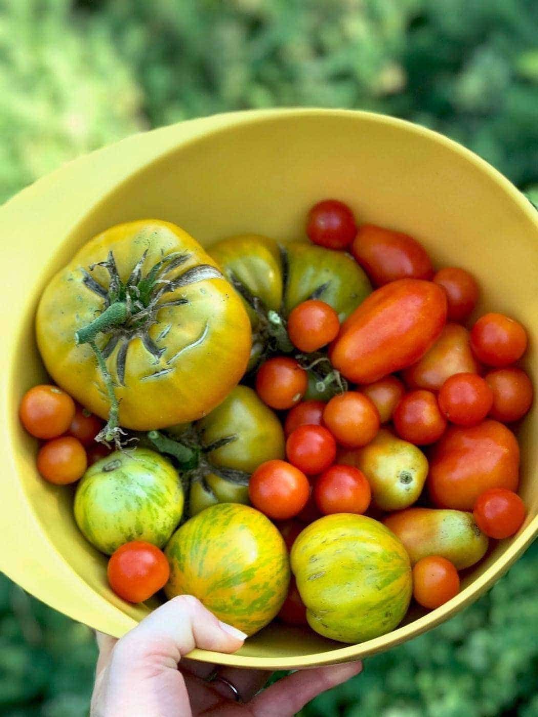 Cherry Tomatoeseasy Gardening Tips