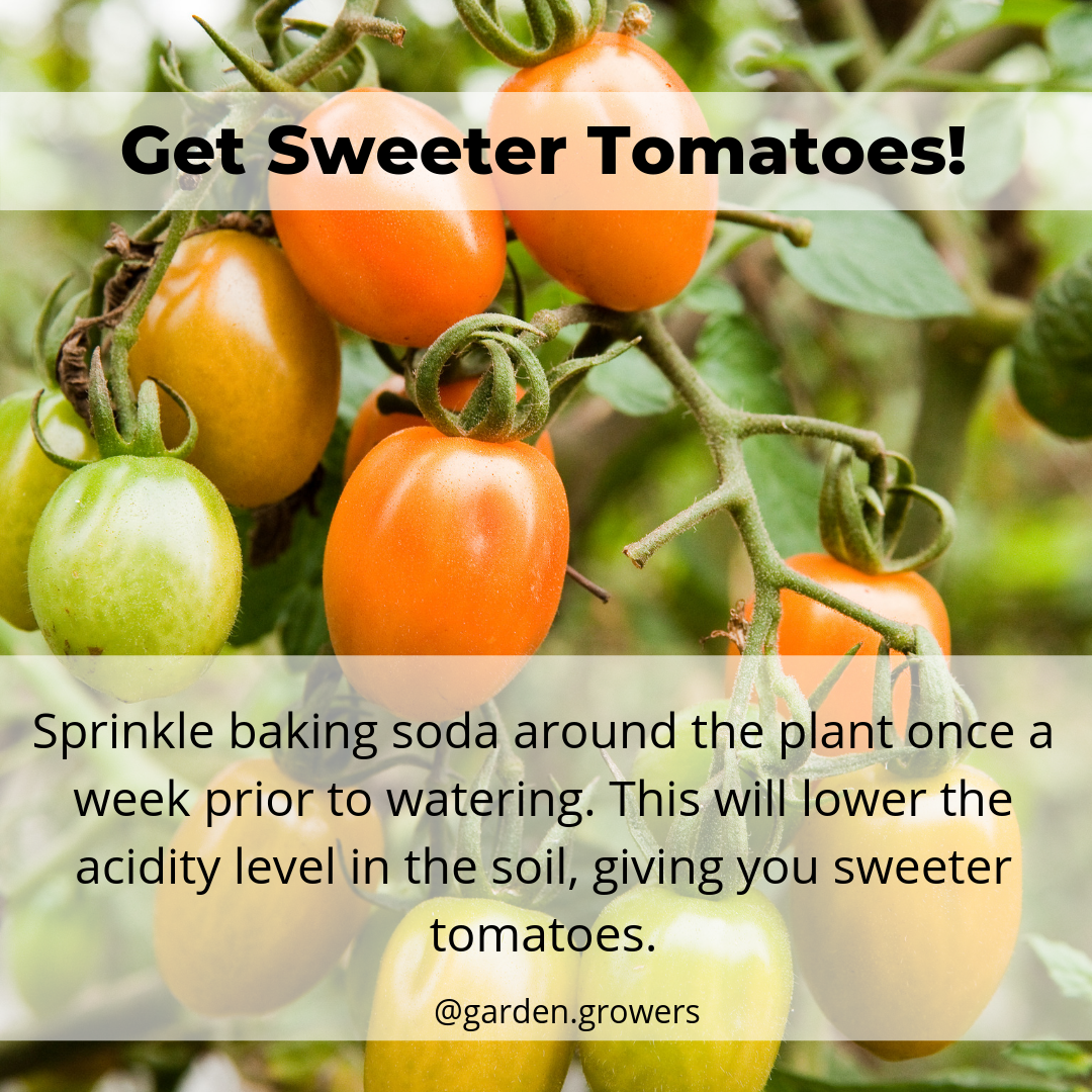 Cherry Tomatoeseasy Gardening Tips