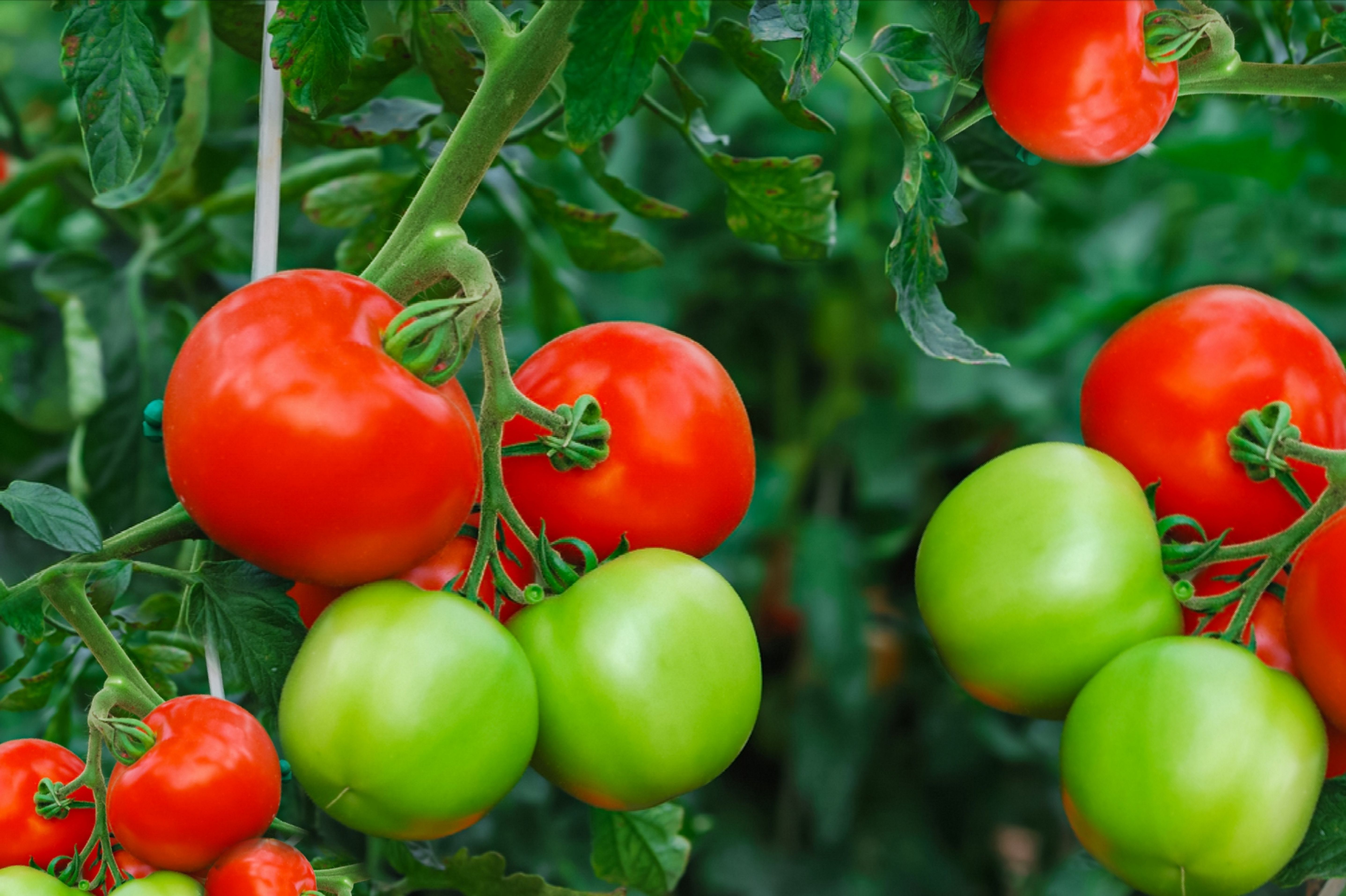 The Best Tomatoes