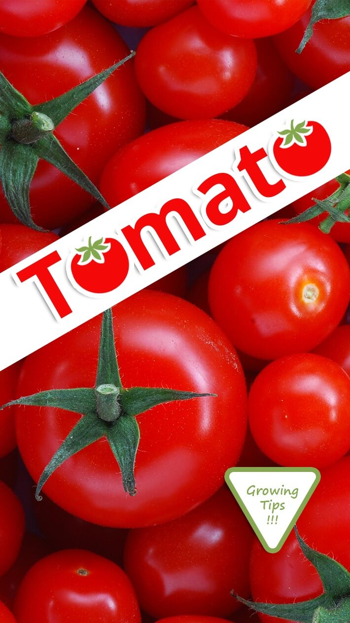 Tomato Growing Tips