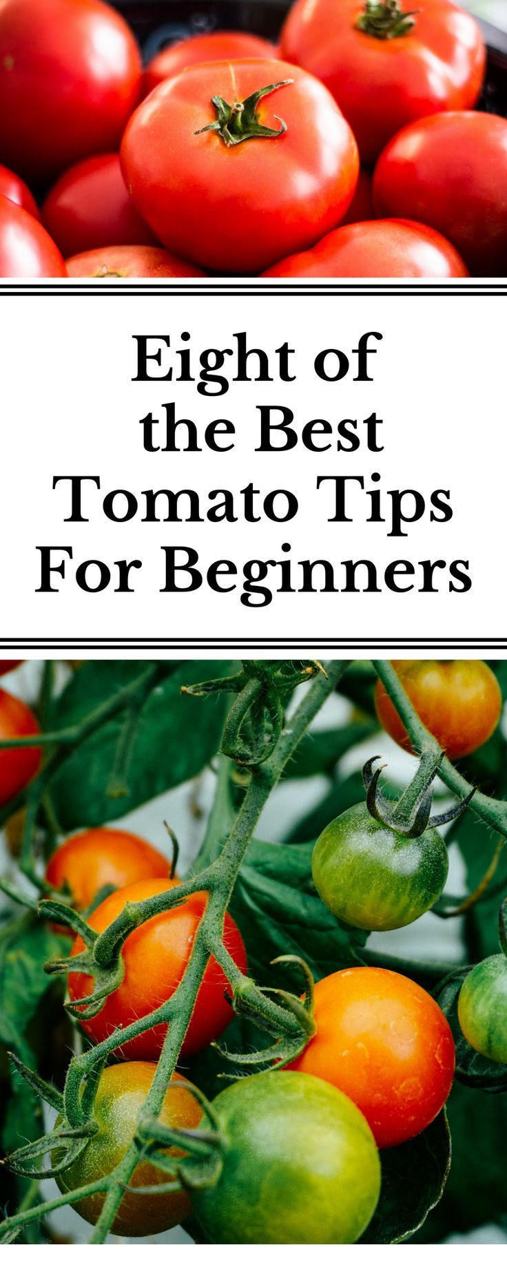 A Successful Tomato Garden