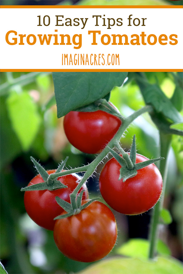 Ground Gardening Tips
