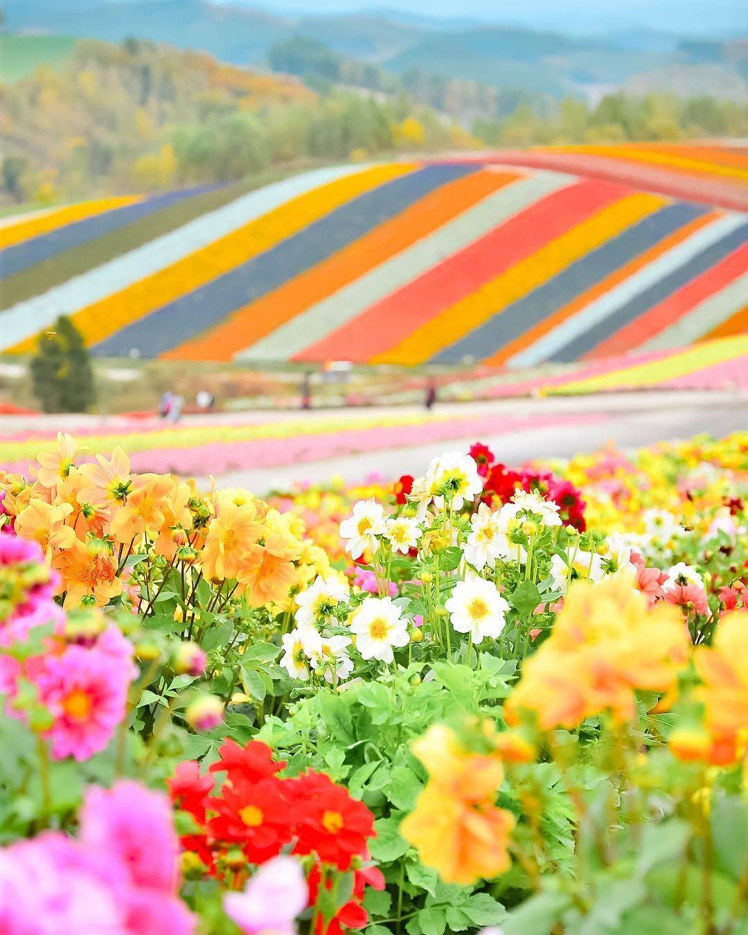 Panoramic Flower Gardens Shikisainooka Beautiful Villages