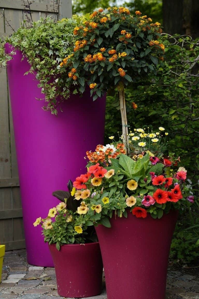 A Patio Container Garden
