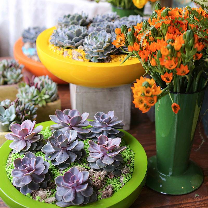 A Colorful Agave Joe Hoak