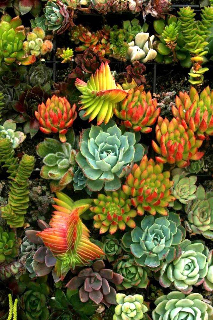 Awesome Succulent Garden Ideas