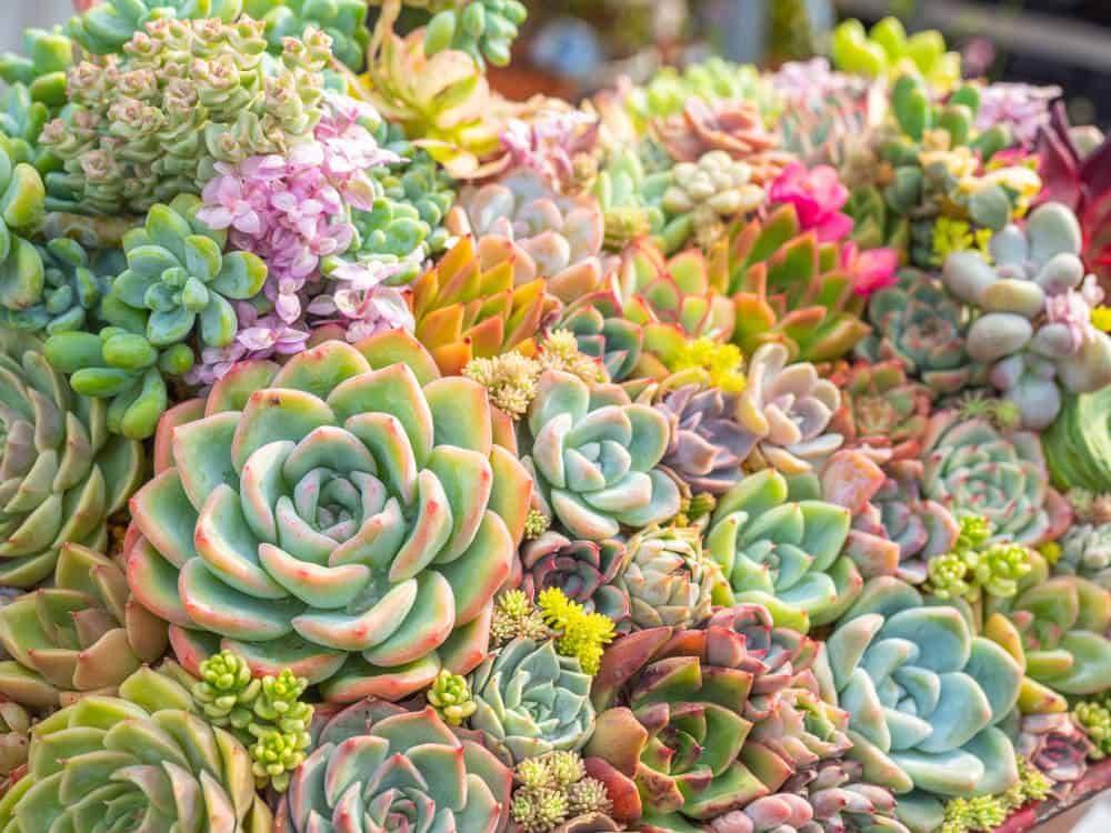 Nj Millburn Floristfreshart