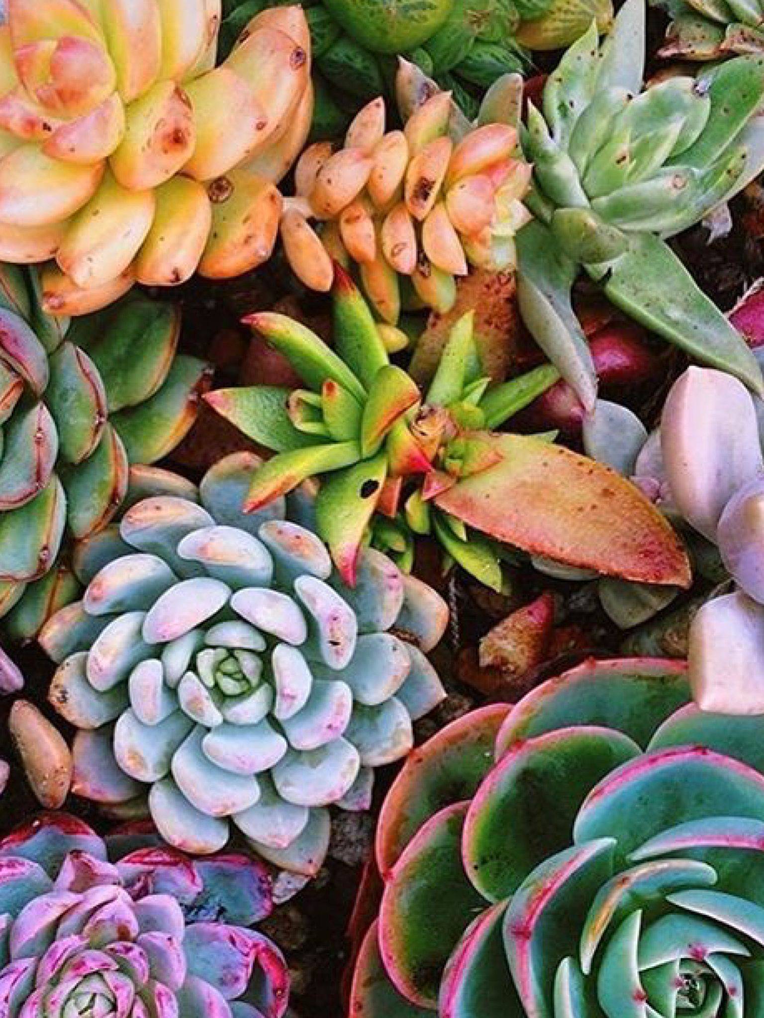 Colorful Succulents Flowers And Garden Ideas