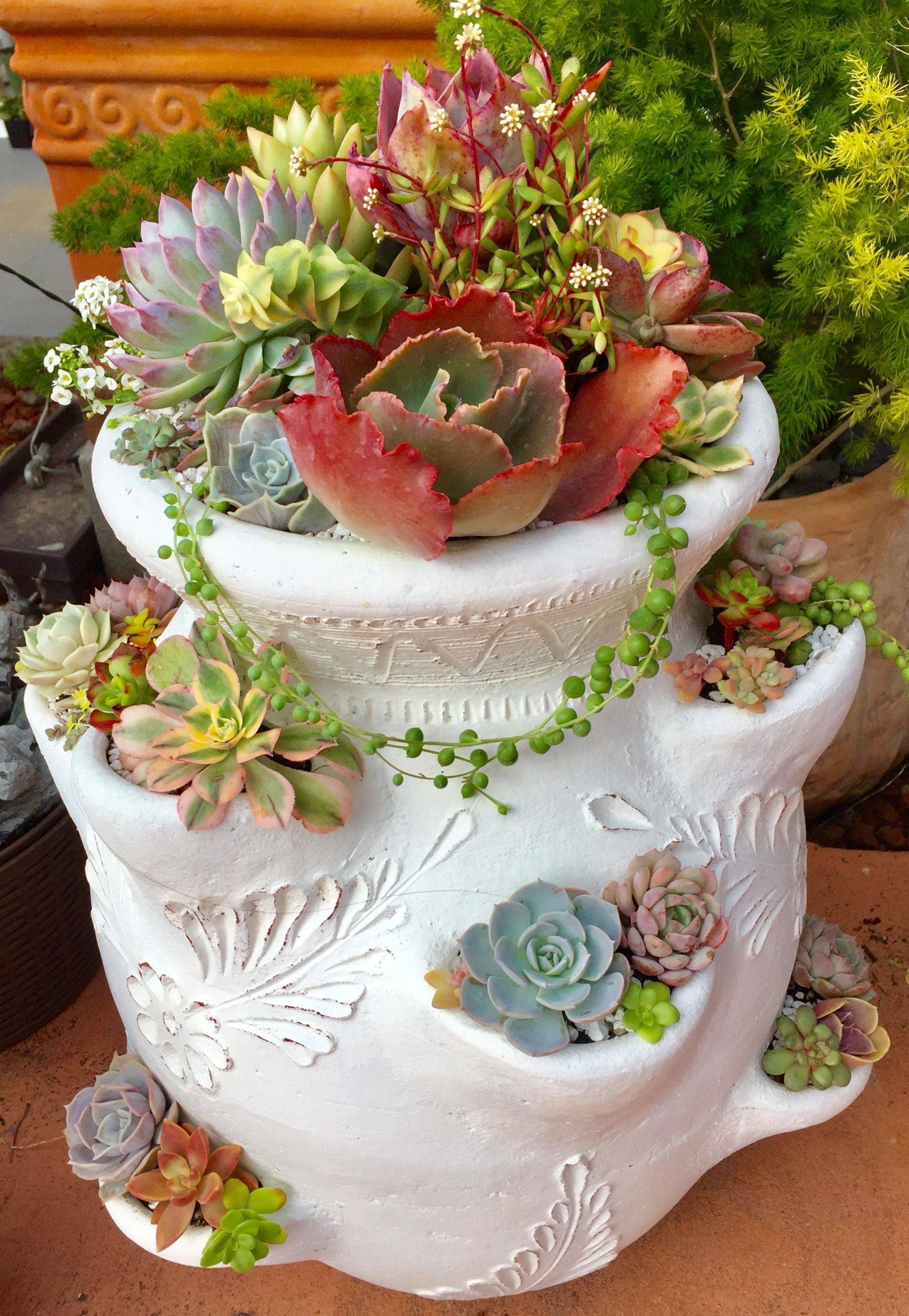 Succulent Vault Succulents