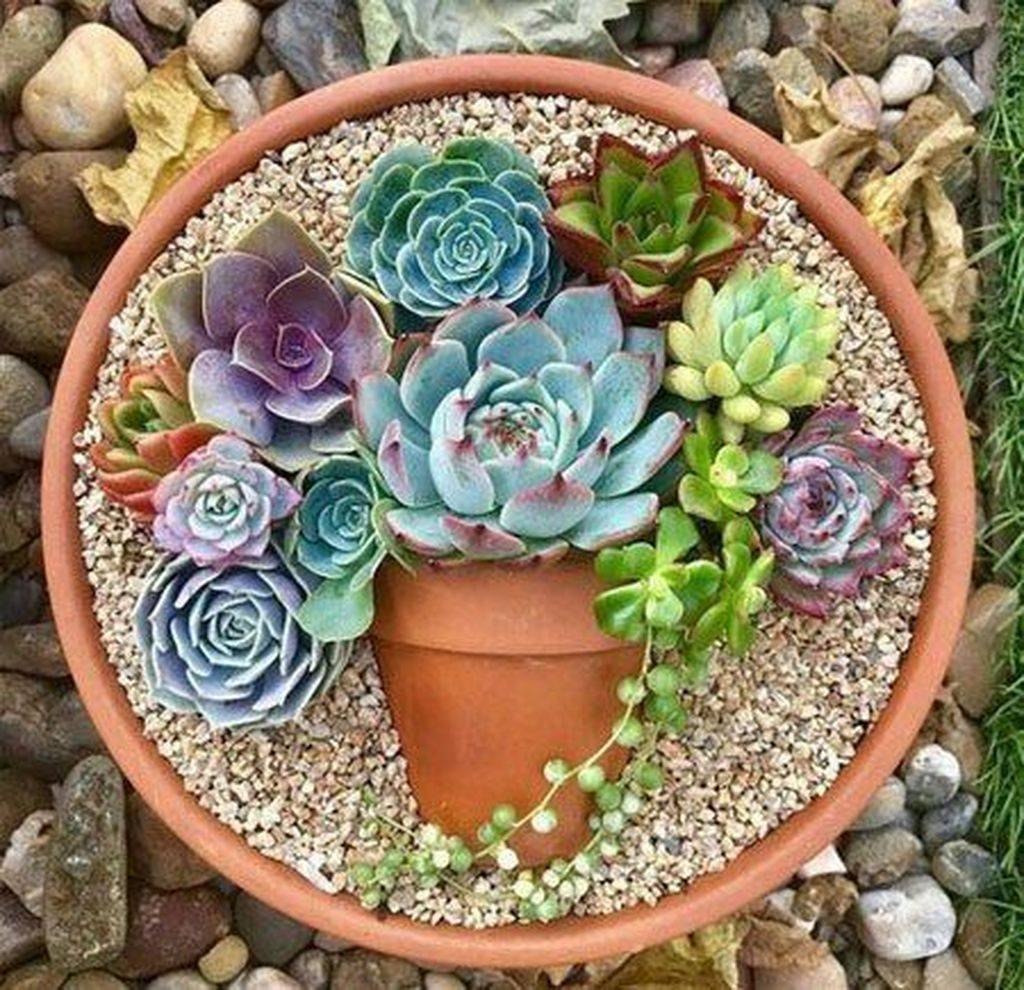 Succulent Landscape Design