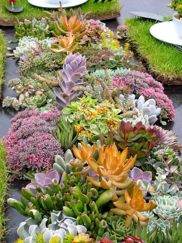 The Best Succulents Garden Ideas