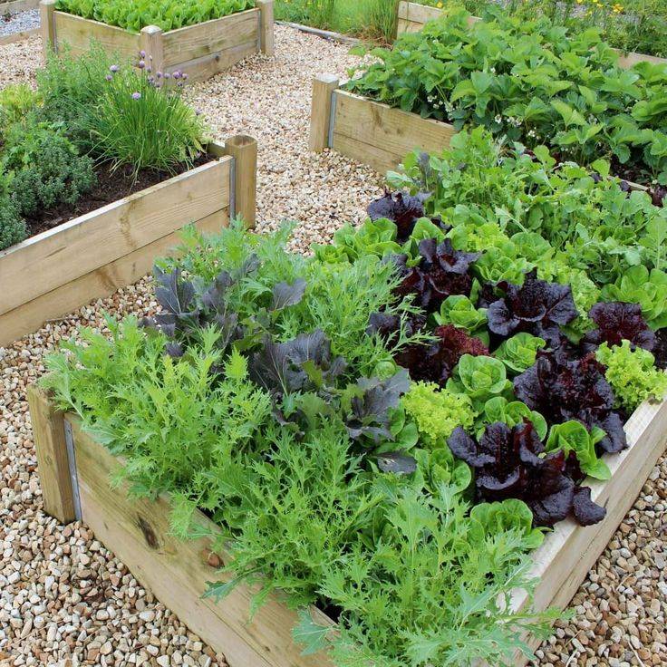 Raised Garden Bed