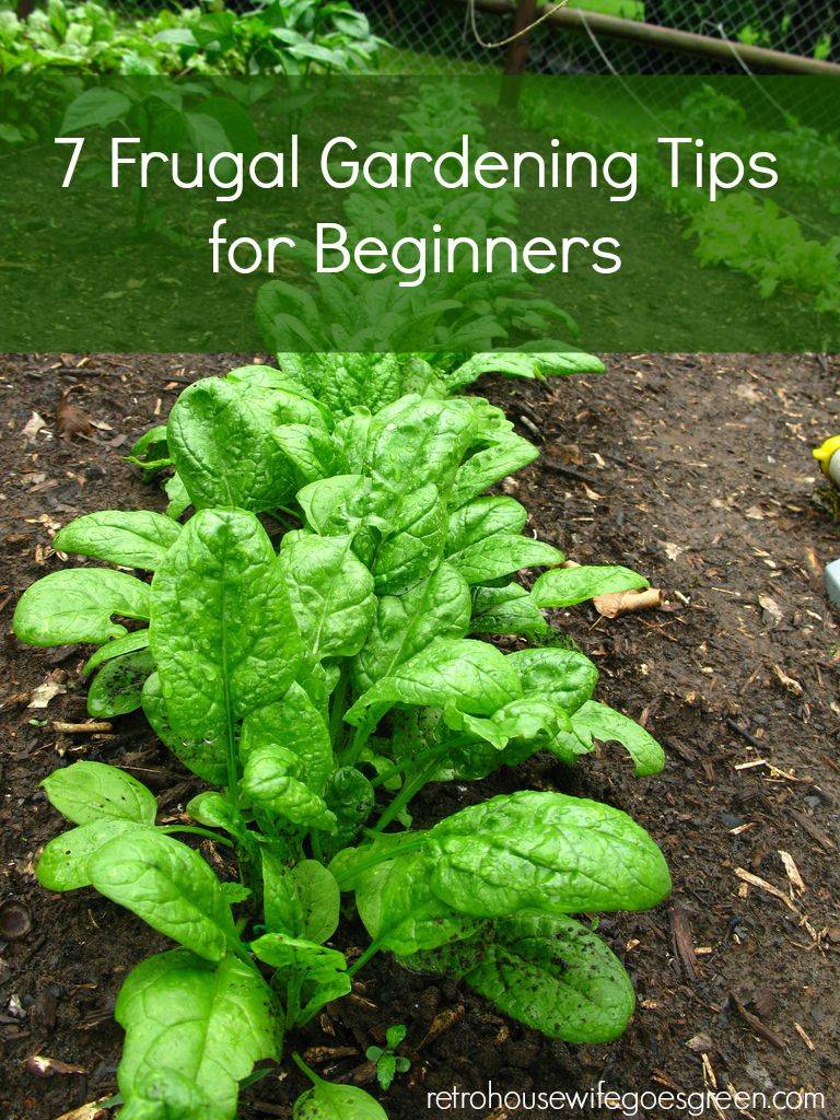 Frugal Gardening Tips