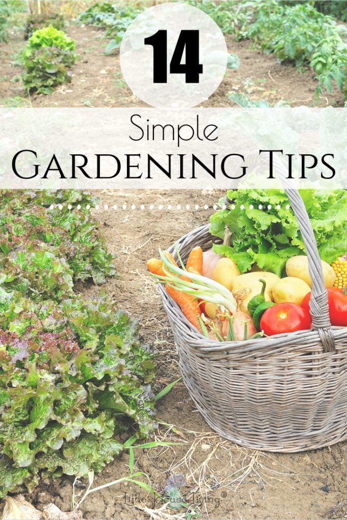 Frugal Gardening Tips