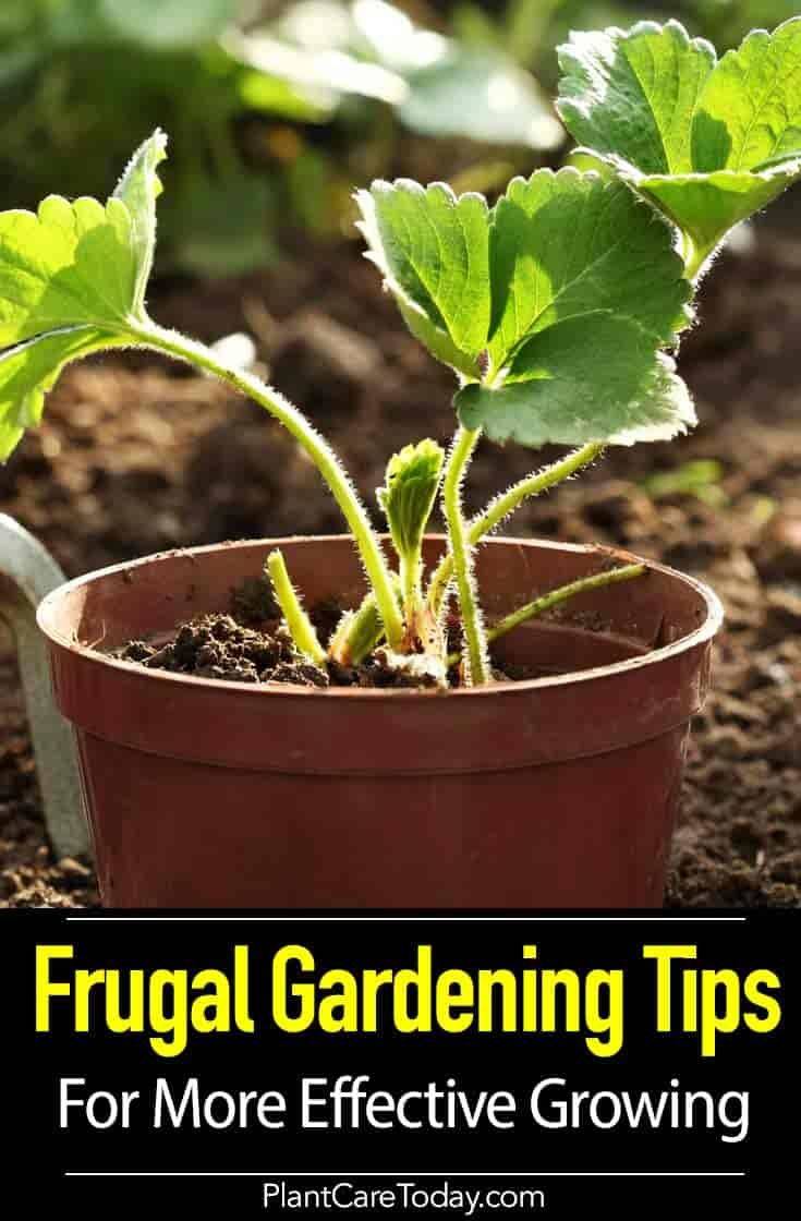Frugal Gardening Tips